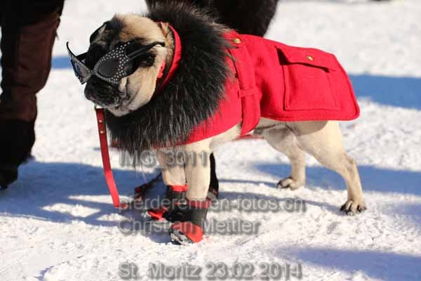 IMG 3011 prot